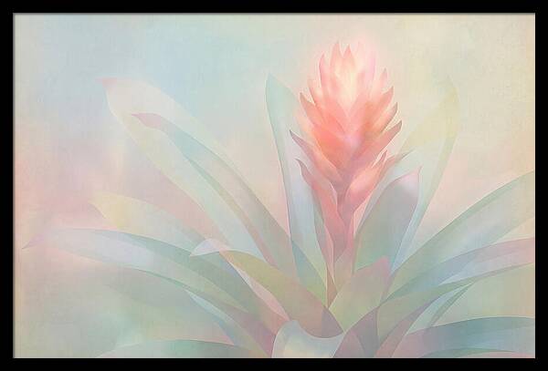 Bromeliad Blossom In Soft Hues