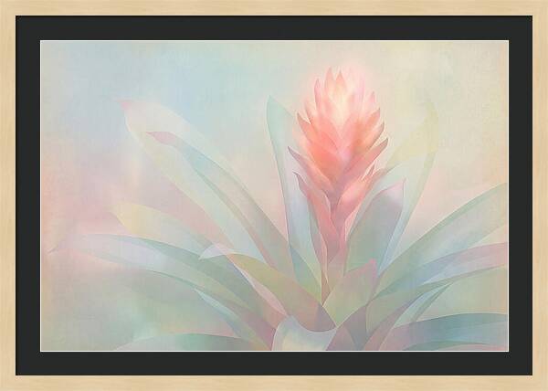 Bromeliad Blossom In Soft Hues