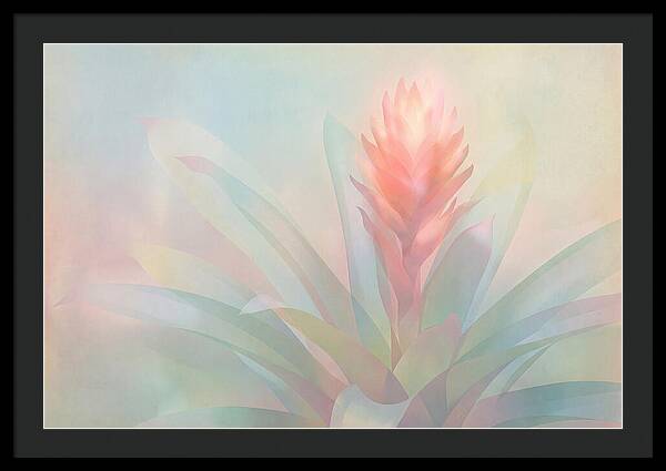 Bromeliad Blossom In Soft Hues