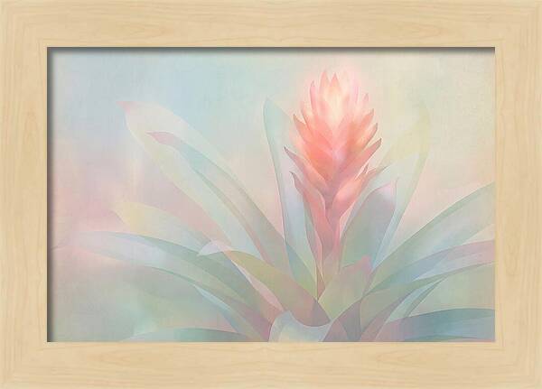 Bromeliad Blossom In Soft Hues