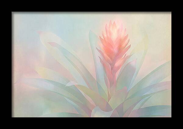 Bromeliad Blossom In Soft Hues