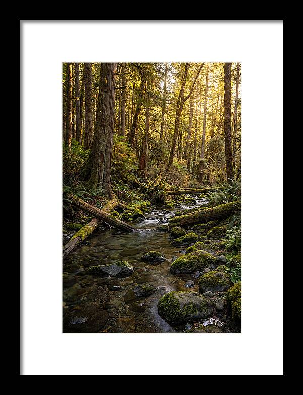 Brookside Serenity Amidst Tall Trees