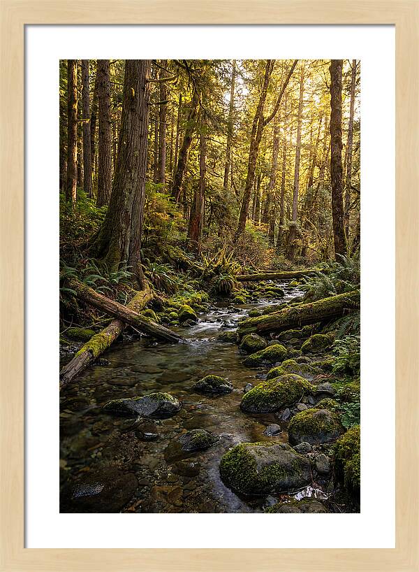 Brookside Serenity Amidst Tall Trees
