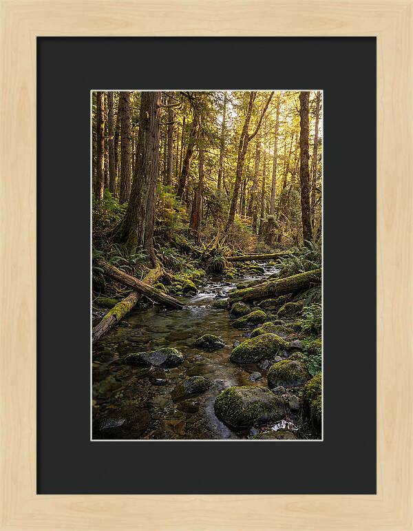 Brookside Serenity Amidst Tall Trees