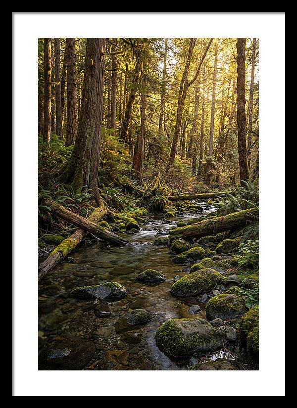 Brookside Serenity Amidst Tall Trees