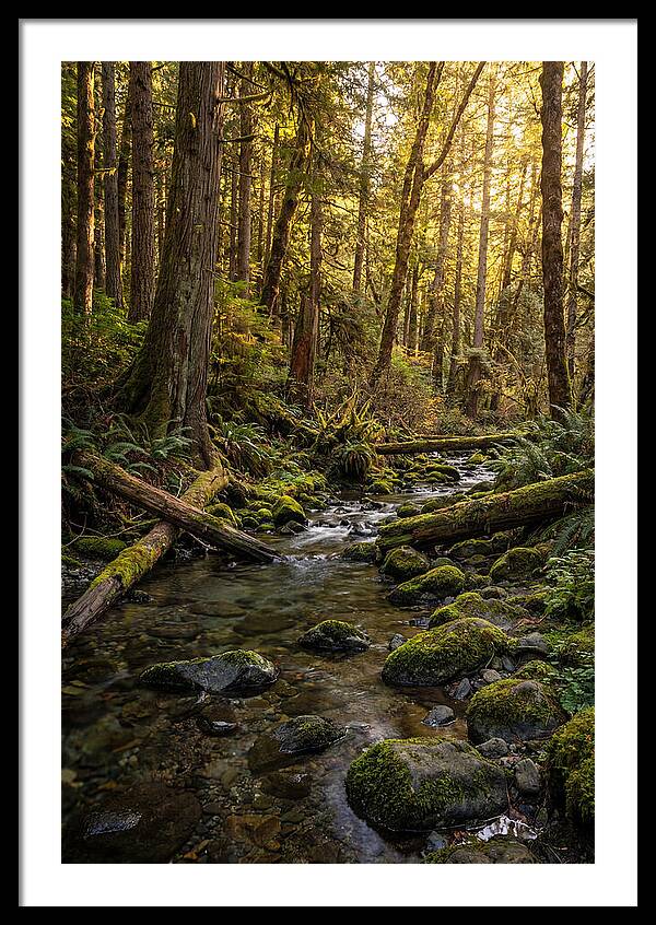 Brookside Serenity Amidst Tall Trees