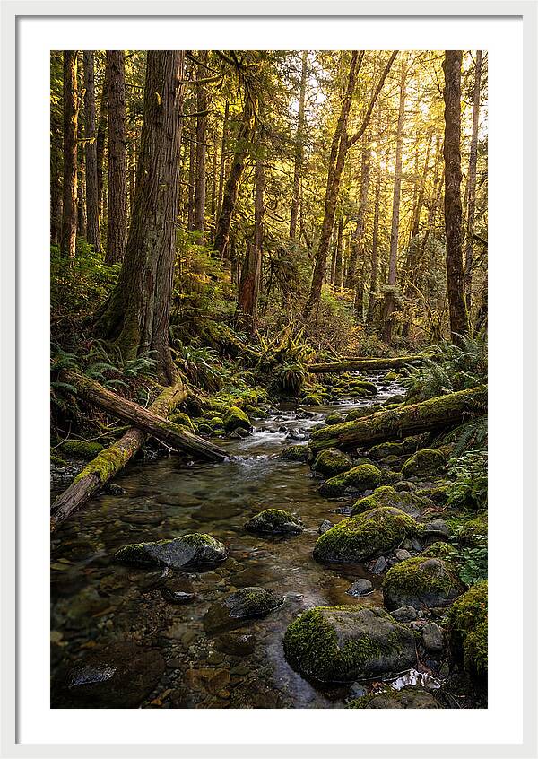 Brookside Serenity Amidst Tall Trees
