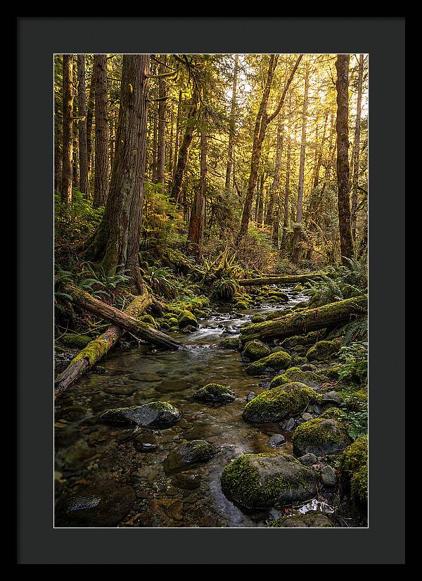 Brookside Serenity Amidst Tall Trees