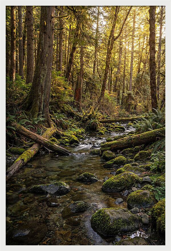 Brookside Serenity Amidst Tall Trees