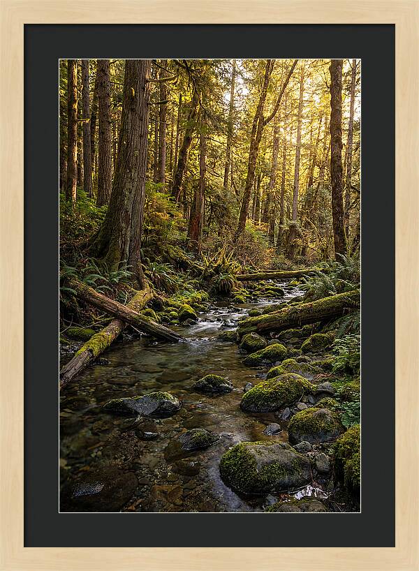 Brookside Serenity Amidst Tall Trees