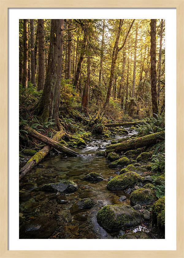 Brookside Serenity Amidst Tall Trees