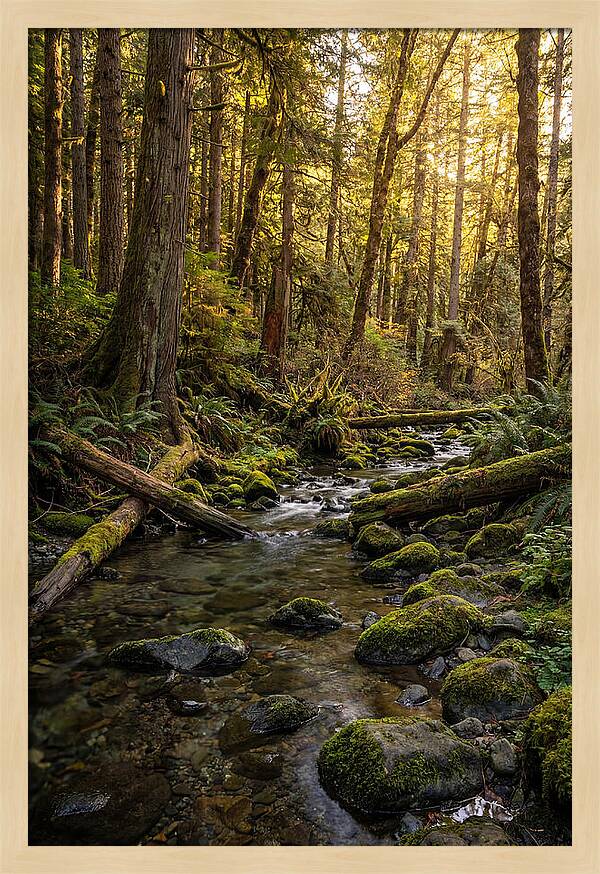 Brookside Serenity Amidst Tall Trees