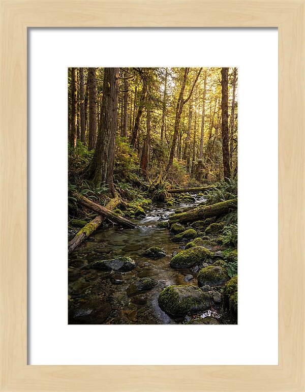 Brookside Serenity Amidst Tall Trees