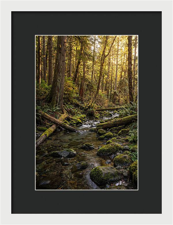Brookside Serenity Amidst Tall Trees