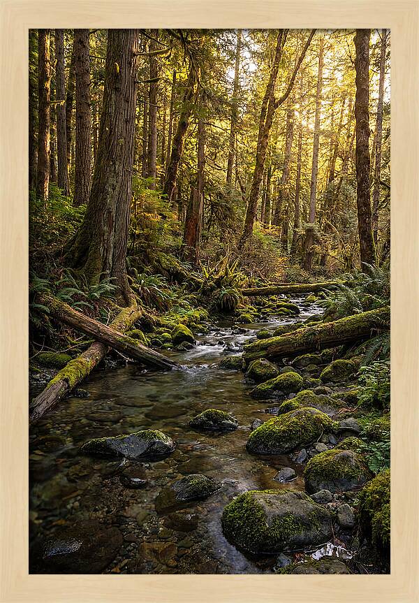 Brookside Serenity Amidst Tall Trees