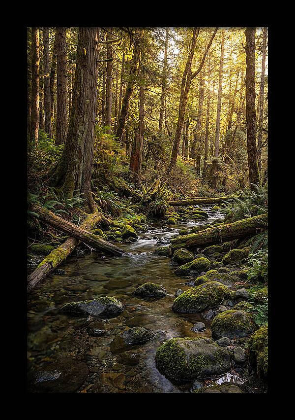Brookside Serenity Amidst Tall Trees