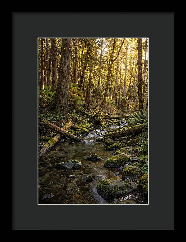 Brookside Serenity Amidst Tall Trees