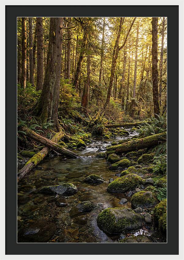 Brookside Serenity Amidst Tall Trees