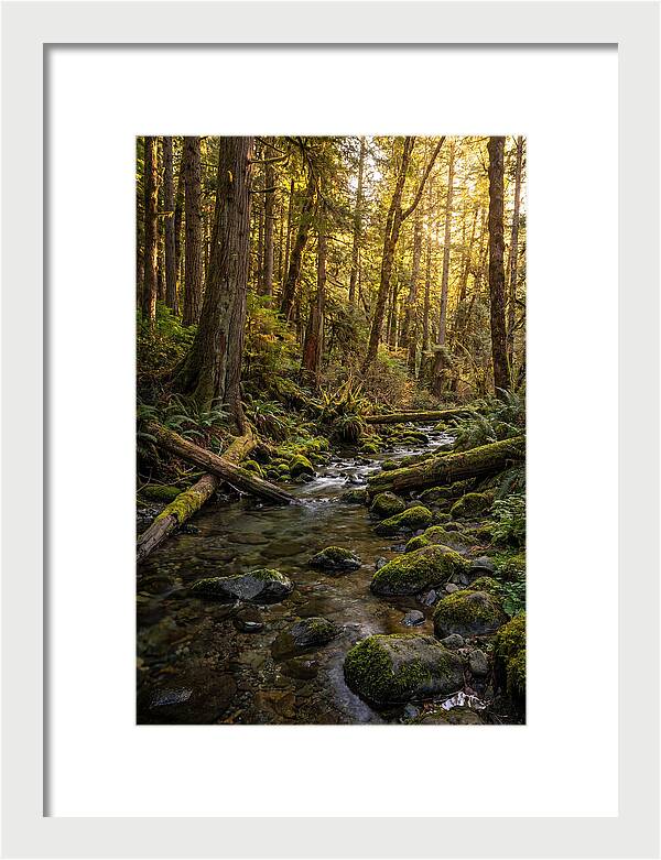 Brookside Serenity Amidst Tall Trees