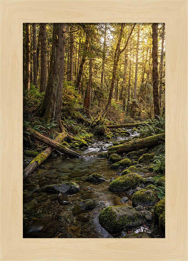 Brookside Serenity Amidst Tall Trees