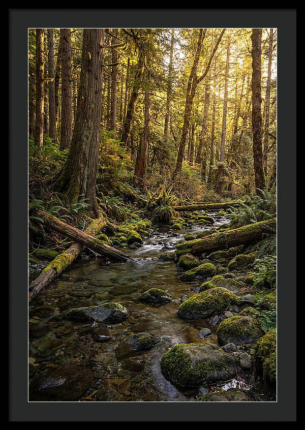 Brookside Serenity Amidst Tall Trees