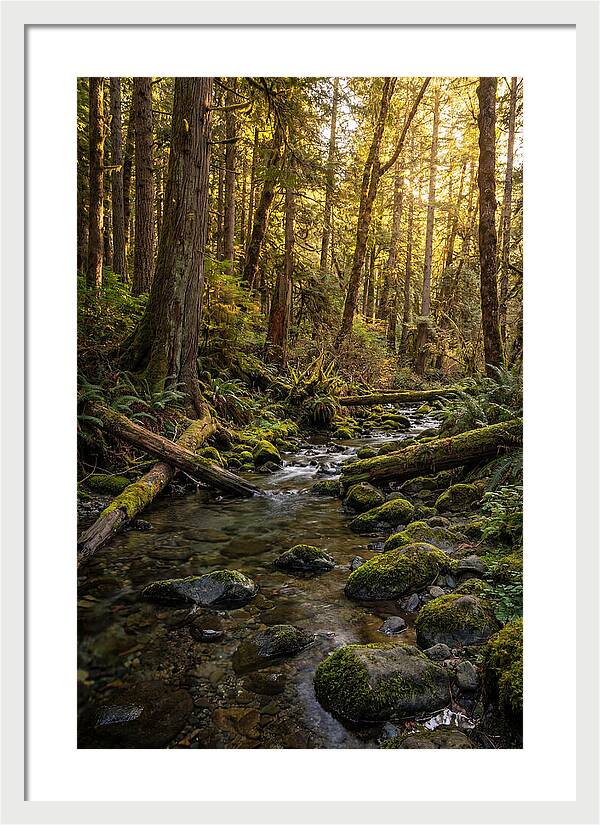 Brookside Serenity Amidst Tall Trees
