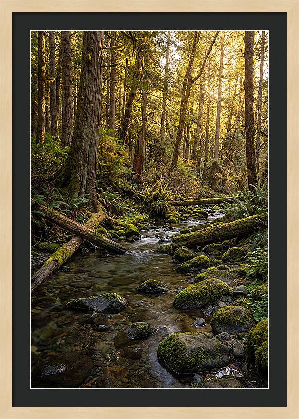 Brookside Serenity Amidst Tall Trees
