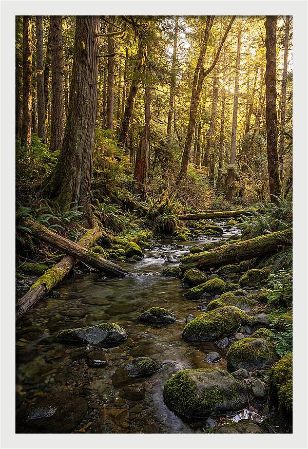 Brookside Serenity Amidst Tall Trees