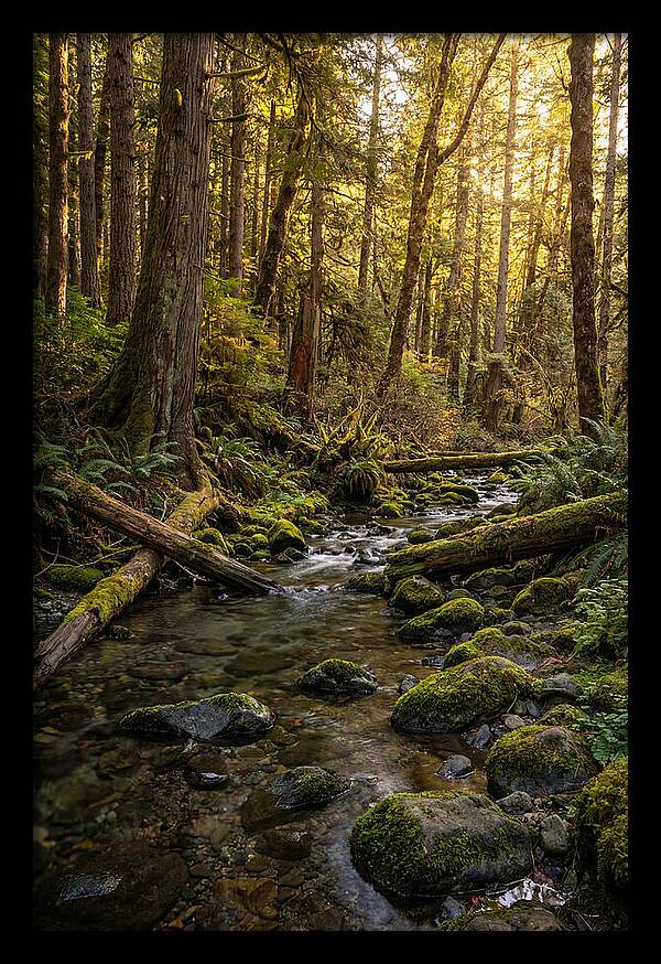 Brookside Serenity Amidst Tall Trees