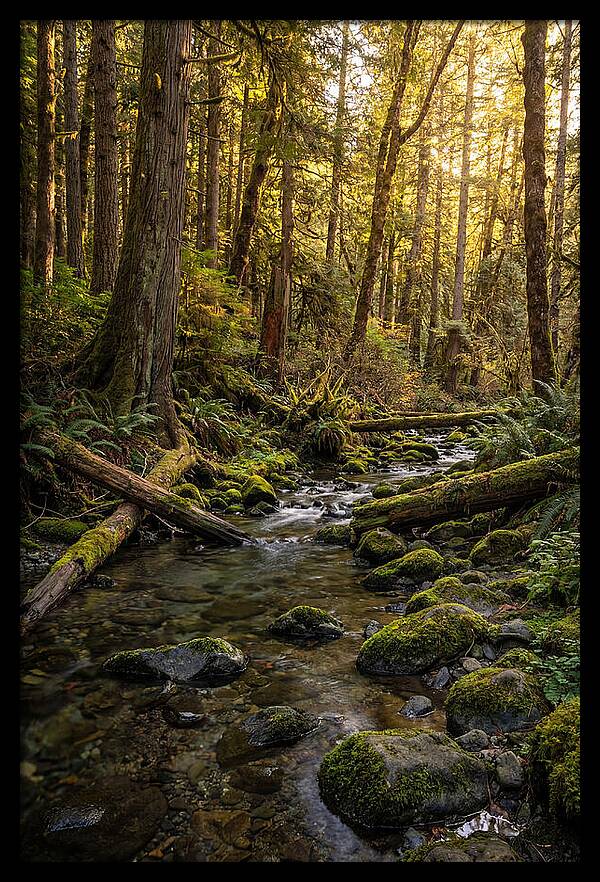 Brookside Serenity Amidst Tall Trees