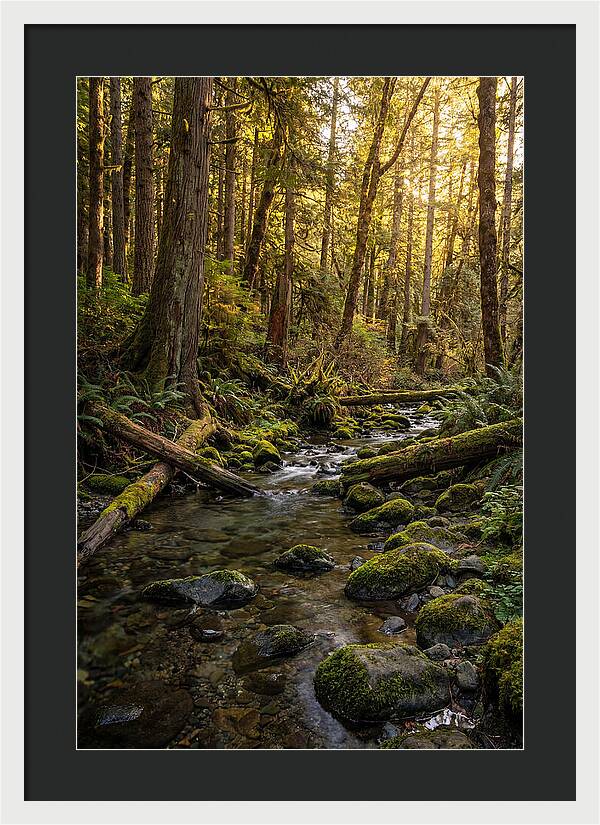 Brookside Serenity Amidst Tall Trees