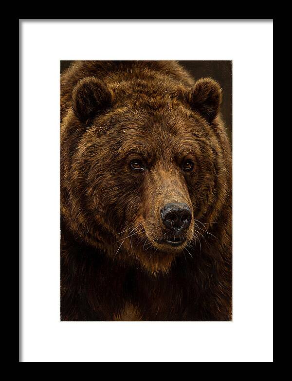 Brown Bear Majesty
