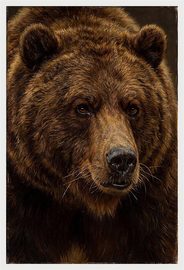 Brown Bear Majesty