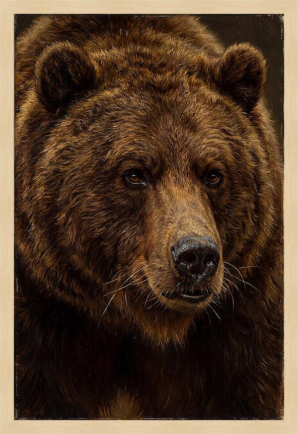 Brown Bear Majesty