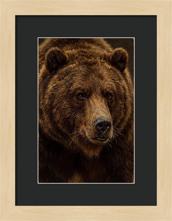 Brown Bear Majesty