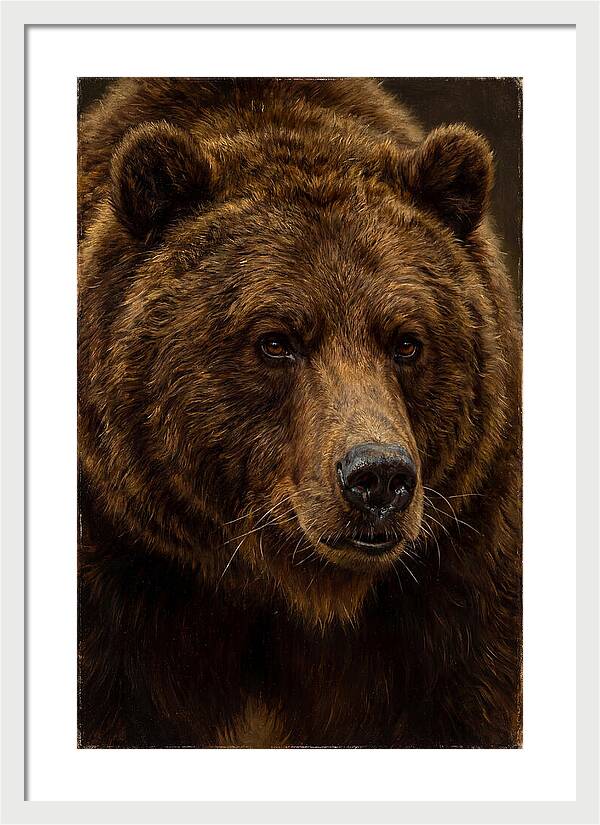 Brown Bear Majesty