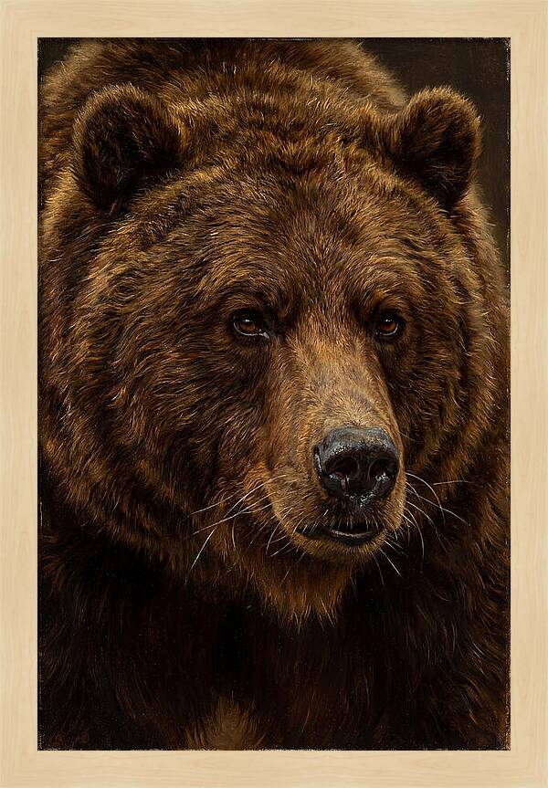 Brown Bear Majesty