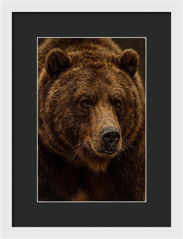 Brown Bear Majesty