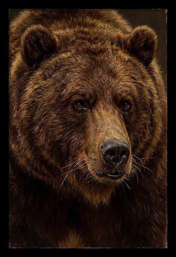 Brown Bear Majesty
