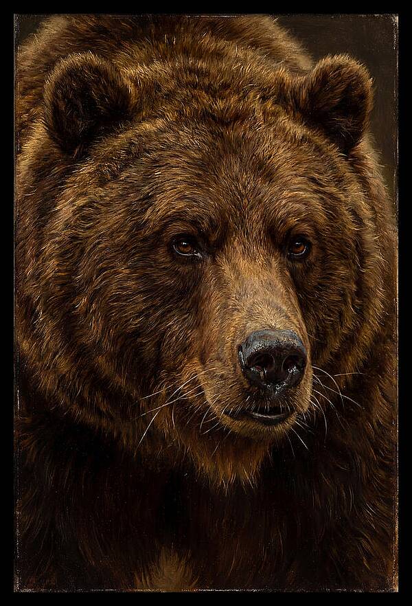 Brown Bear Majesty