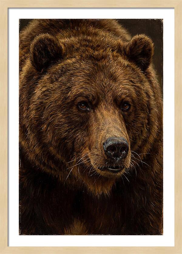 Brown Bear Majesty