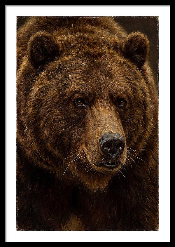 Brown Bear Majesty