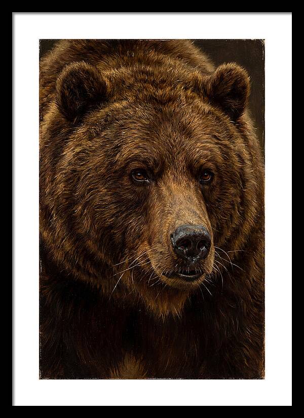 Brown Bear Majesty