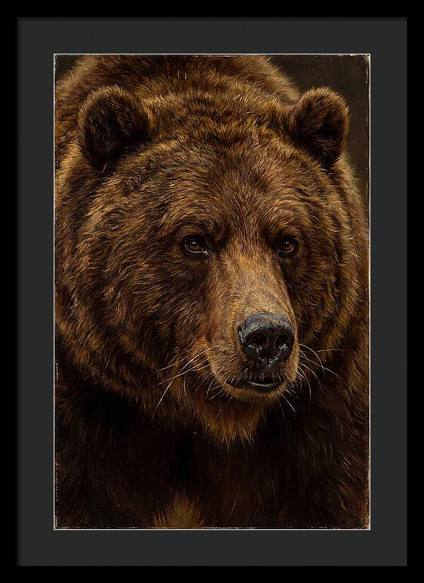 Brown Bear Majesty
