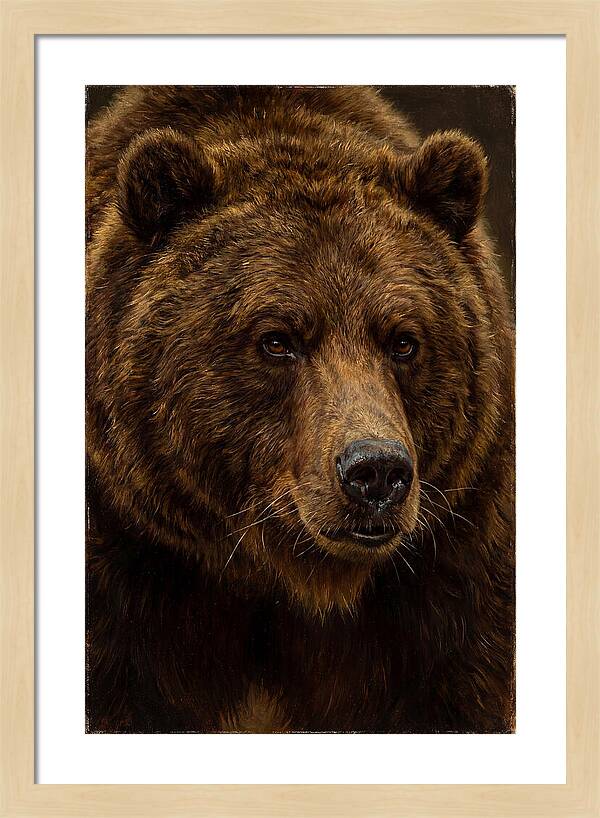 Brown Bear Majesty