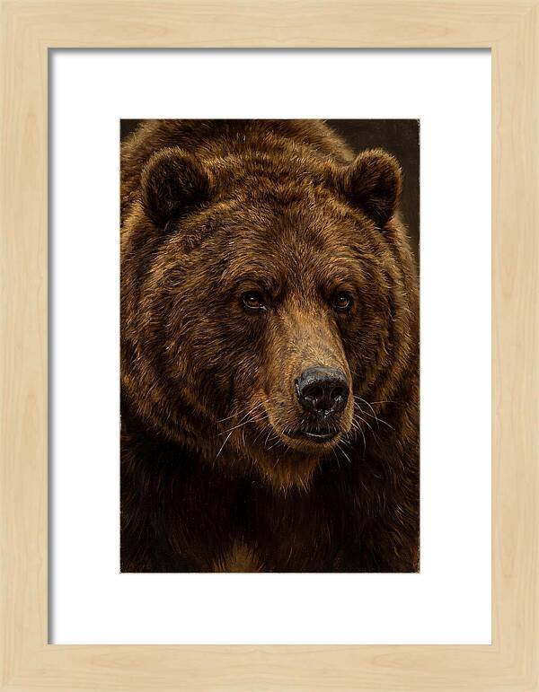 Brown Bear Majesty