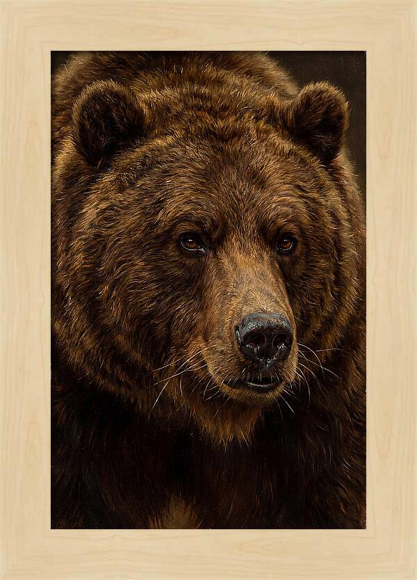 Brown Bear Majesty