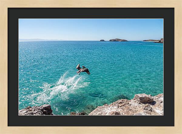 Brown Pelican Diving
