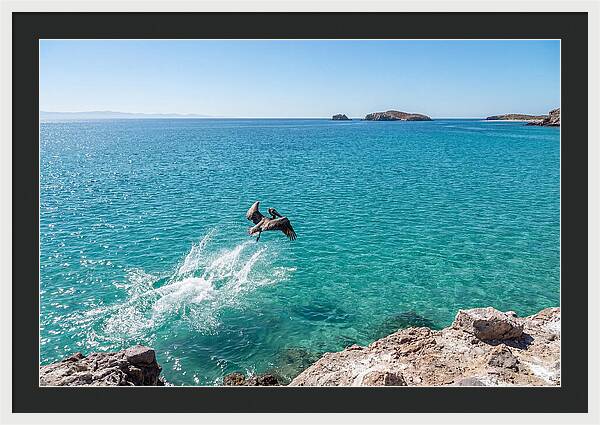 Brown Pelican Diving