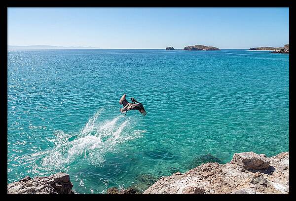 Brown Pelican Diving